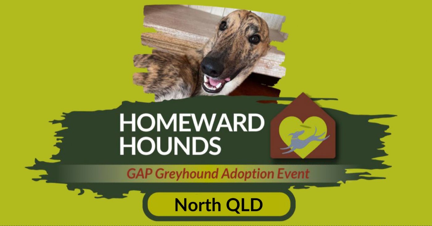 Homeward Hounds Townsville: GAP Greyhound Adoption Event