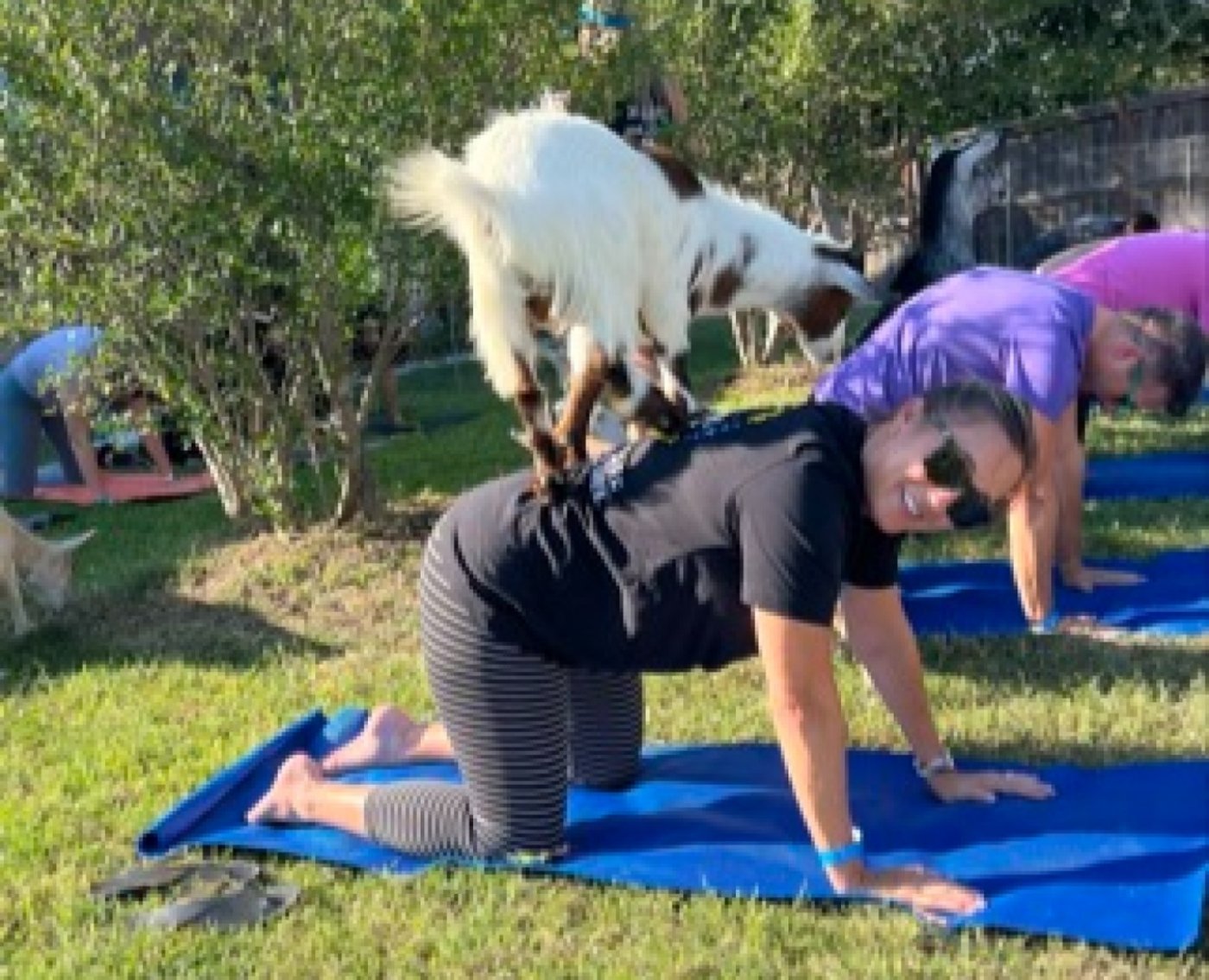 Goat Yoga in the Lawn at Elevon - bring your own mat or beach towel