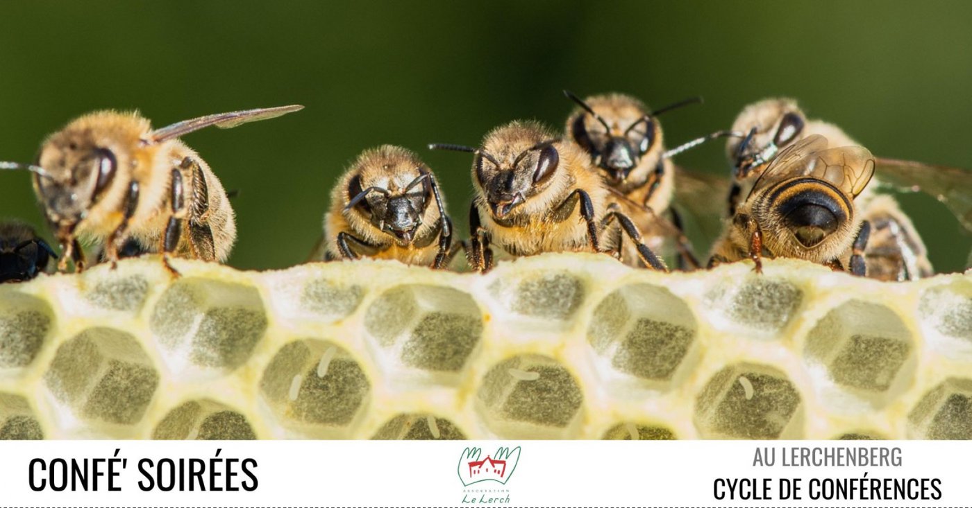 Conf\u00e9' Soir\u00e9es - Le monde fascinant des abeilles
