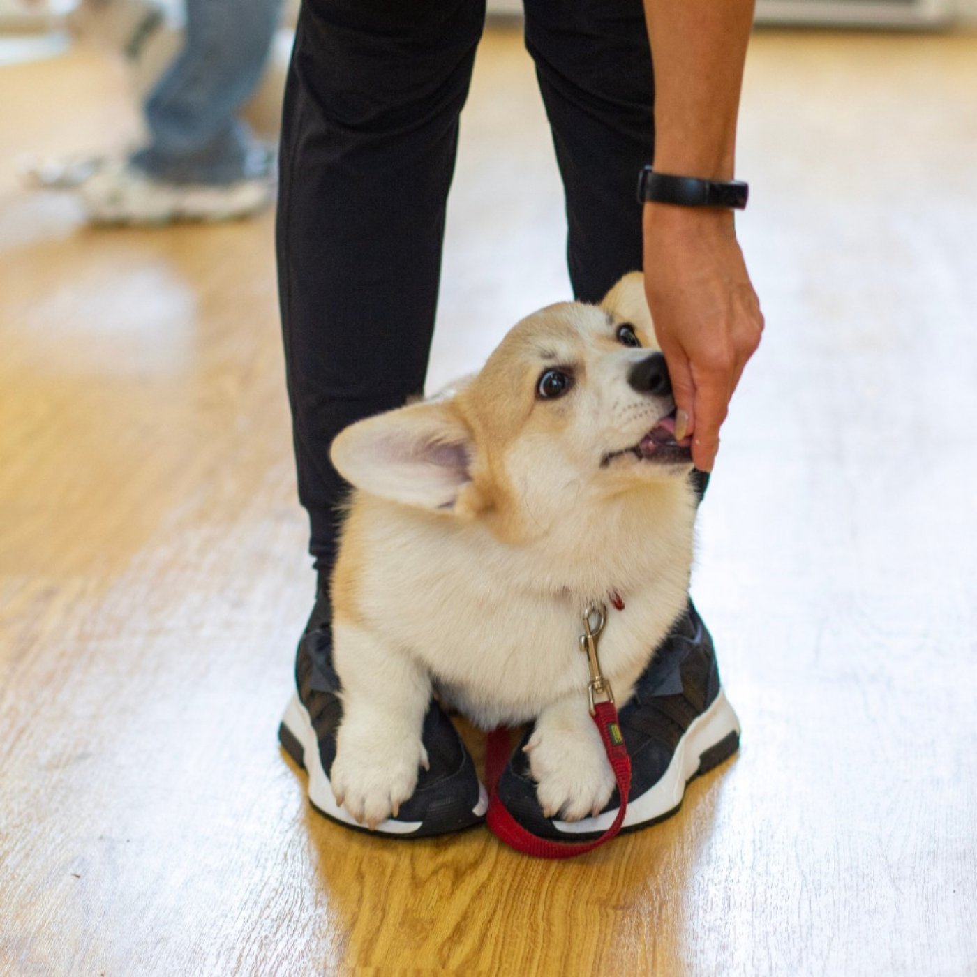 Puppy Training School SW1 Four-Week Course - Saturdays from 29th November 11.15am-12.15pm