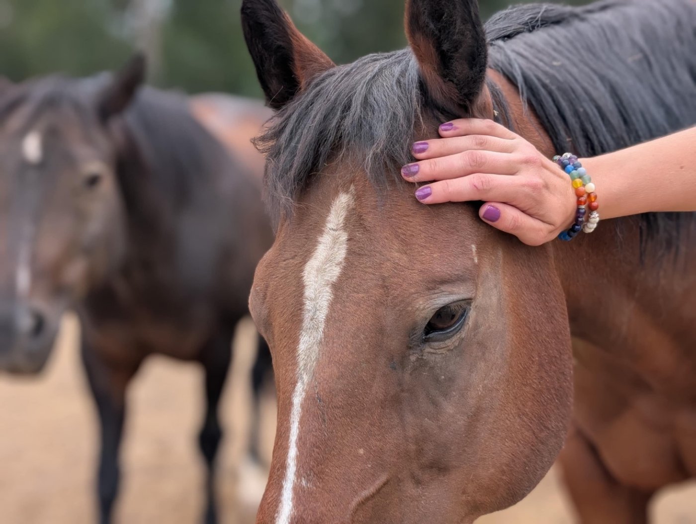 LBGTQ+ Horse Connection
