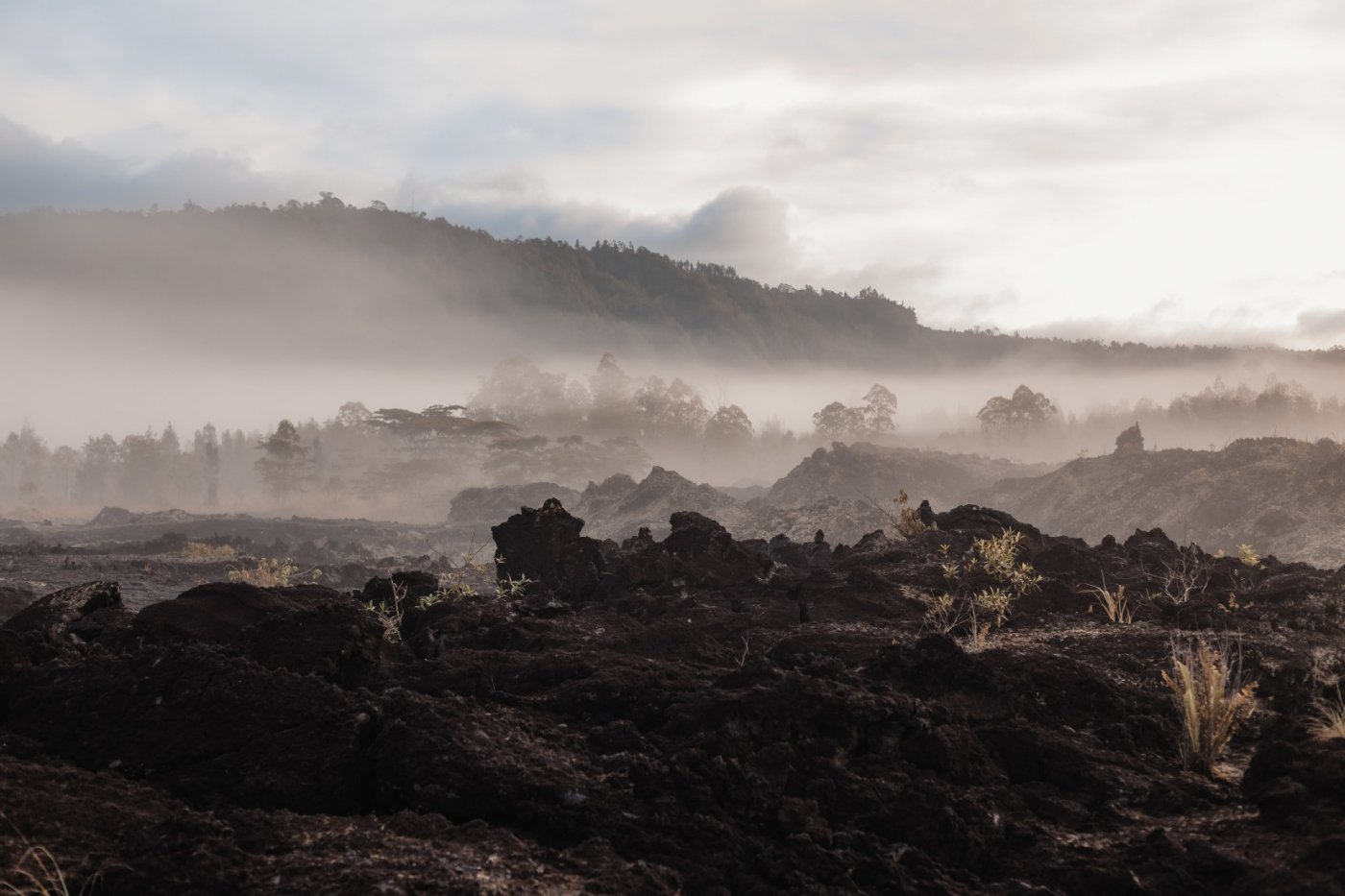 Elysium Equinox Cacao & Breathwork Journey for BALANCE & BLOOM