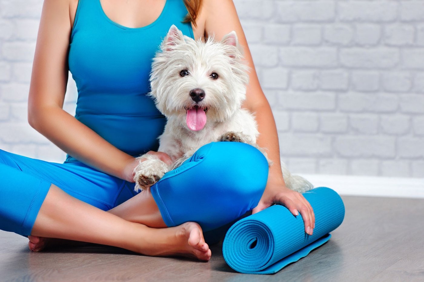 Dog yoga at Lotus Lauttasaari