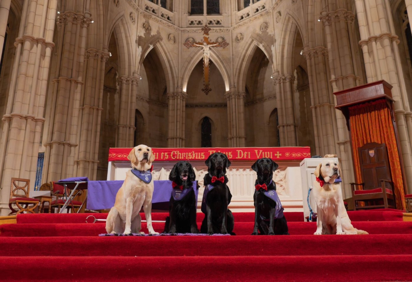 Canine Partners Arundel Carol Concert 2025