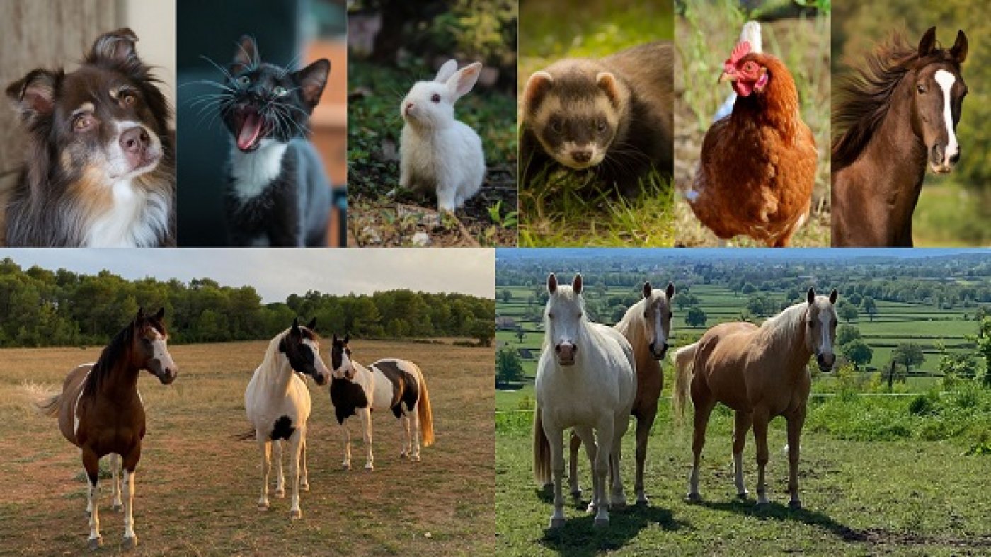S'initier \u00e0 la communication animale avec la pr\u00e9sence des chevaux