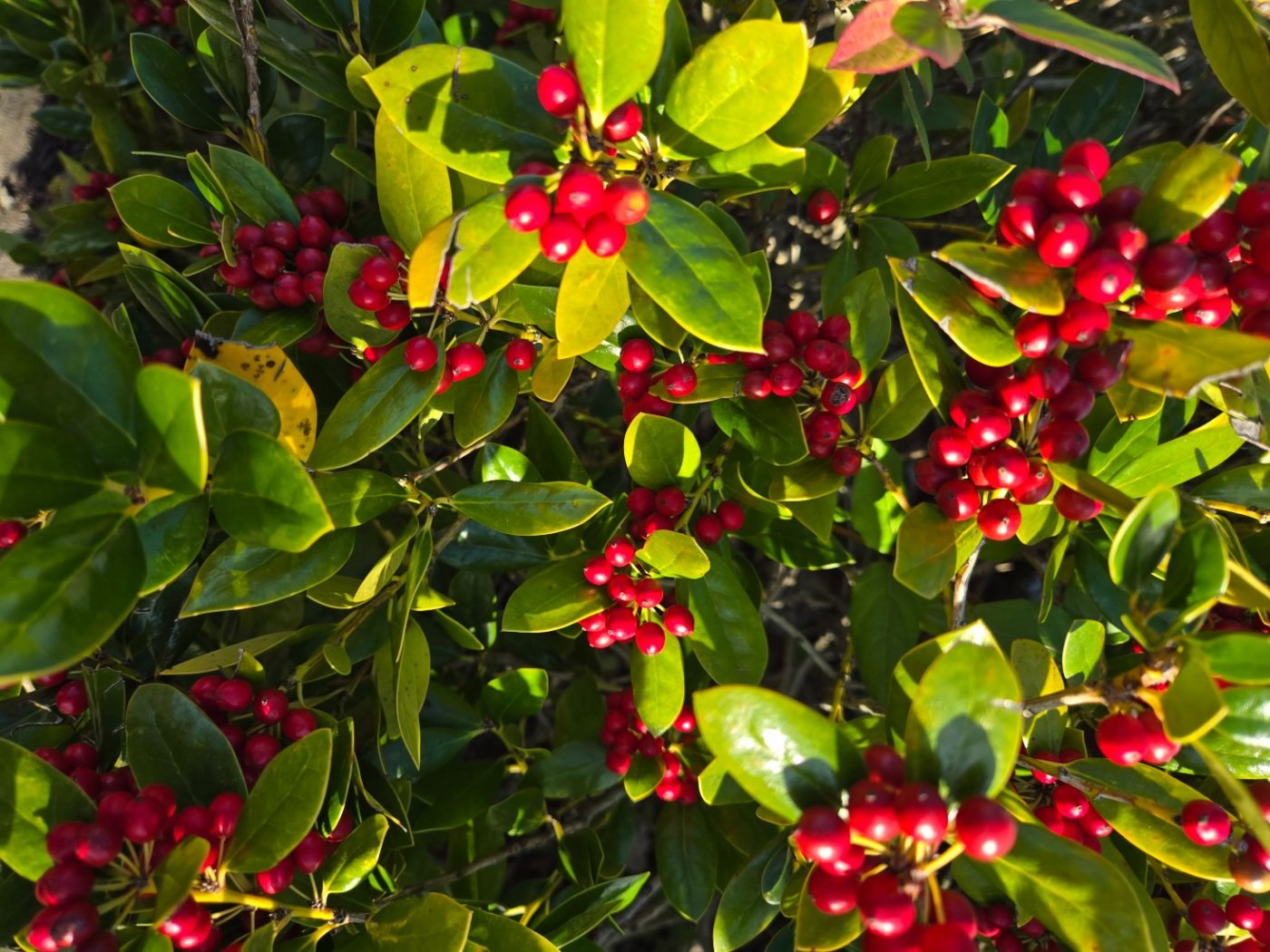 Shady Grove Christmas Market