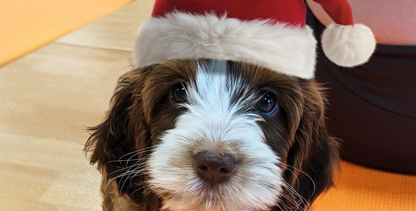 Santa Paws at Paw Yoga