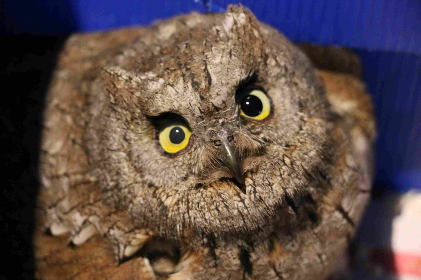 A la recherche du hibou Petit-duc Scops