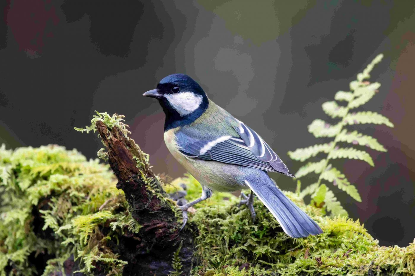 Rencontre avec les oiseaux des jardins : les observer et les reconna\u00eetre