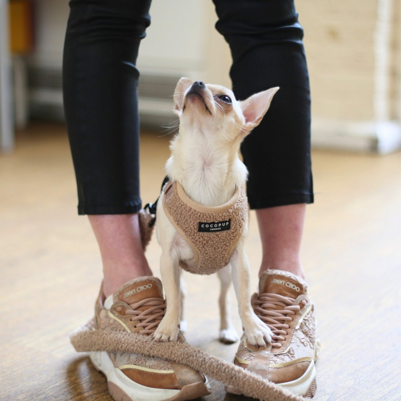 Puppy Training School SW1 Five-Week Course - Saturdays 10am from 10th January 2026