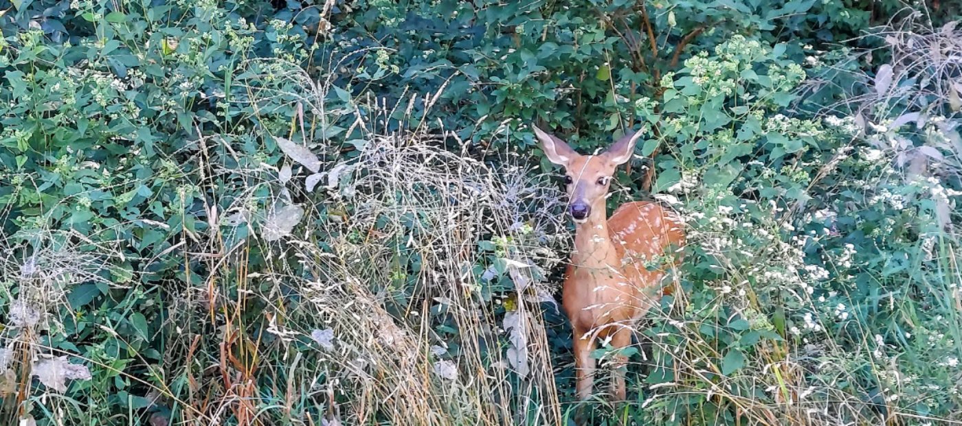 Catherine Chevalier Woods Walk
